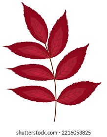 Autumn ash-tree leaf. Fall leaf. Vector illustration.