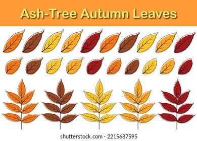 Autumn ash-tree leaf set. Autumn ash-tree leaves in doodle sketch style. Vector illustration.