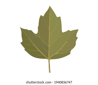 Autumn atypical green maple leaf on a white background. Isolated. Vector illustration eps 10