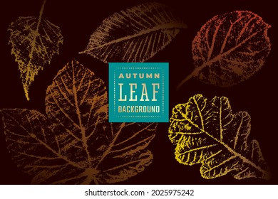 Autumn Background with Apple Tree Birch Hornbeam Oak and Sycamore Fall Leaves Vintage Print Style Composition Template - Red Rusty and Yellow on Light Backdrop - Vector Graphic Stamp Design