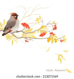 Autumn background with bird waxwing on branch rowan, vector illustration.