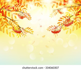 Autumn background with colorful  leaves and ash-berry.