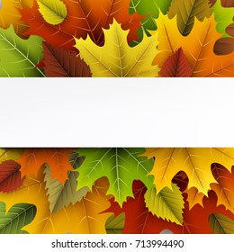 Autumn background with colorful maple and birch leaves. Vector illustration.