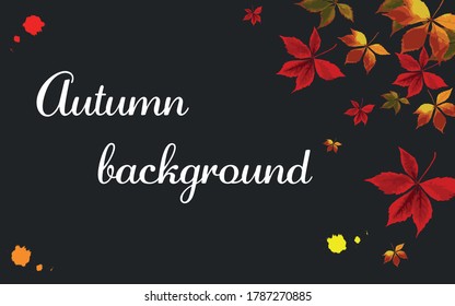 Autumn background. Colorful maple leaves and spots on a dark gray background. Suitable for creating invitations, ads, banners, cards or as an elegant autumn background for the web.