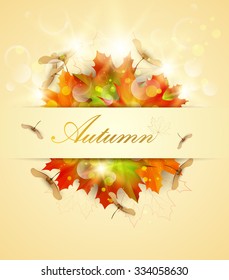 Autumn background with colorful maple leaves and seeds.