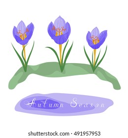 Autumn background with crocus flowers. In the puddle there is a title "Autumn Season".