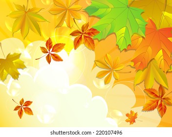Autumn background with different leaves and sun