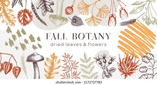 Autumn background with fall leaves and dried flowers. Thanksgiving banner design. Collage style fall backdrop. Sketched dried herbs, falling leaves, mushrooms, seeds illustration. 