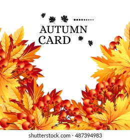 Autumn background with fall maple tree leaves and rowanberry. Vector  banners with season foliage decorations and copy space