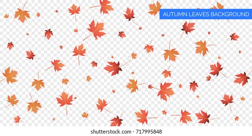 Autumn Background. Autumn Falling Leaves On Transparent Background. 