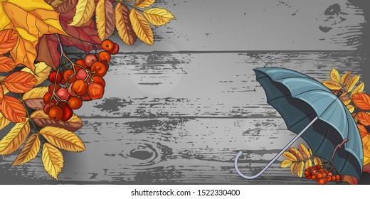 Autumn background, frame with maple leaves and Rowan. Suitable for decorative greeting cards, harvest festival, thanksgiving, birthday, wedding, big sale, discount, computer monitor, phone