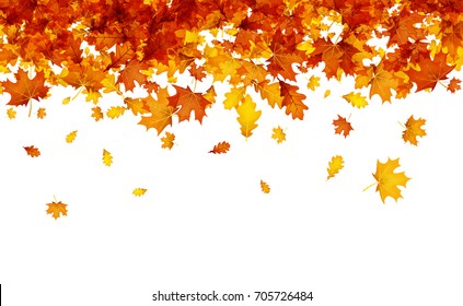 Autumn background with golden maple and oak leaves. Vector illustration.