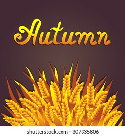Autumn background. Harvesting concept. Golden ears vector illustration. Sheaf of wheat. Fall season.