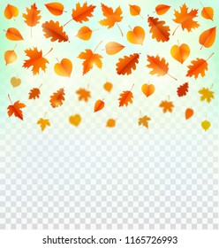 Autumn background with leaves.