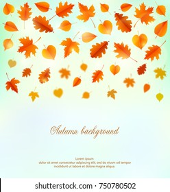 Autumn background with leaves.