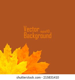 Autumn background with leaves. Back to school. Vector illustration