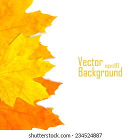 Autumn background with leaves. Back to school. Vector illustration.