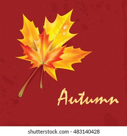 Autumn background with leaves. Back to school.Maple leaf
