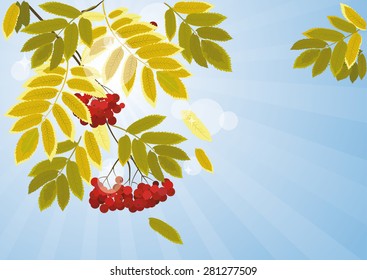 Autumn background with leaves and berries of mountain ash