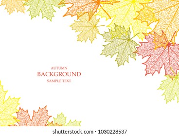 Autumn background and leaves of a maple