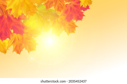 Autumn background with leaves. Realistic seasonal maple tree leaves with sunlight and sky for poster, banner, advert