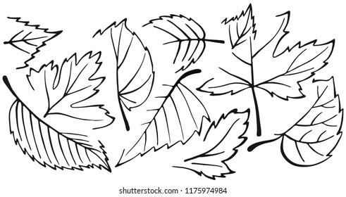 Autumn background of leaves, vector background