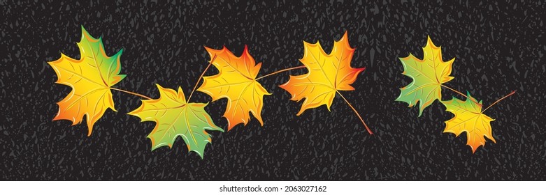 Autumn background, maple leaf leaves red yellow, green on dark grey black asphalt vector illustration