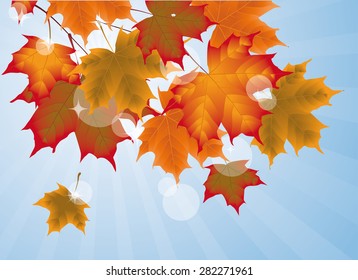 Autumn background with maple leaves