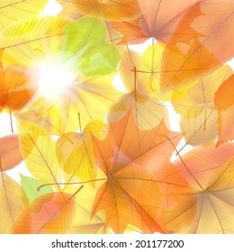 Autumn background with maple leaves. plus EPS10 vector file