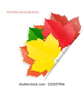 Autumn background with maple leaves, vector illustration