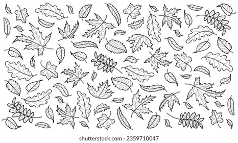 Autumn background with maple, oak and rowan leaves. Background template with flying and falling leaves. Seamless pattern. Isolated black outline on white background. Vector illustration