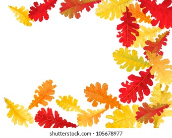 autumn background with oak leaves with space for text