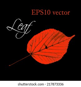 Autumn background with the red leaf isolated on black