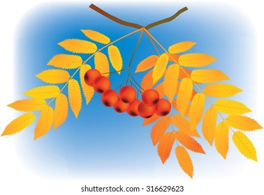 Autumn background. Rowan leaves and berries on on background of blue sky. Vector illustration. Can be used for flayers, banners, posters.