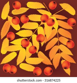 Autumn background. Rowan leaves and berries on brown background. Vector illustration. Can be used for flayers, banners, posters.