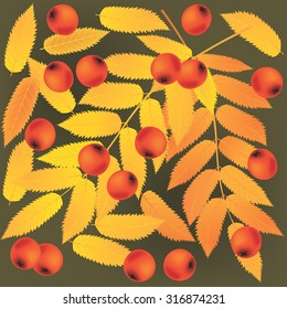 Autumn background. Rowan leaves and berries on olive background. Vector illustration. Can be used for flayers, banners, posters.  