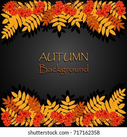 Autumn background with rowan leaves and berries. Vector illustration.