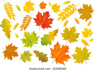 Autumn background. Set of colorful  cartoon isolated leaves on white background.Vector illustration.Oak, maple, birch, rowan, chestnut leavs for your design. 