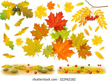 Autumn background. Set. Colorful leaves on white background.Can be used for flayers, banners, posters. Vector illustration.