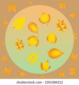 Autumn background in soft warm tone