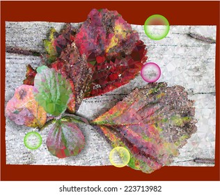 Autumn background with strawberry leaves on wooden board