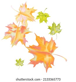 Autumn background with wedge leaves. Vector layout decorative greeting card or invitation design background. Hand drawn illustration
