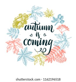 Autumn Background. Wreath with Ink hand drawn maple, chestnut leaves, ashberry and dogrose, acorns. Season elements composition with brush calligraphy style lettering. Vector illustration.