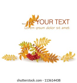 Autumn background with yellow leaves and  a bunch of rowan. Vector clip-art