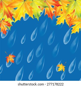 Autumn background.Background with rain drops and maple leaves.Transparent drops of rain on a blue background