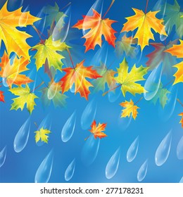 Autumn background.Background with rain drops and maple leaves.Transparent drops of rain on a blue background