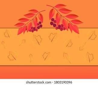 Autumn background,rowan leaves and berries,maple and oak leaves.