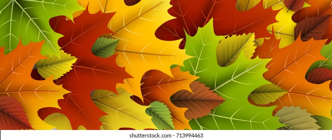Autumn banner with colorful maple and birch leaves. Vector illustration.