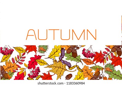 autumn banner, hand drawing, colored leaves, chestnuts, acorns, Rowan berries, vector illustration isolated on white background