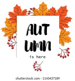 Autumn banner of Autumn is here text on a white frame with yellow maple leaves and berry branches on a white background. Vector illustration.